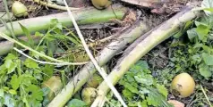 ഞള്ളൂരിൽ കാട്ടാന ശല്യം