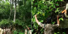 രാഷ്ട്രപതിയുടെ സന്ദർശനത്തോട് അനുബന്ധിച്ചു  പമ്പ പാതയിൽ  ഇന്റലിജൻസ് വിഭാഗം പരിശോധന നടത്തി; മുറിച്ചു നീക്കേണ്ടത് 21 മരങ്ങൾ.