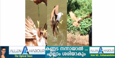 കാലിൽ ചൂണ്ട തറച്ച് പറക്കാൻ സാധിക്കാതിരുന്ന പരുന്തിനെ രക്ഷപെടുത്തി അഗ്നിശമനസേനയുടെ സ്കൂബ ടീം