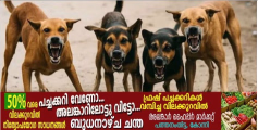 തെരുവു നായ നാട്ടുകാരെ വീണ്ടും ആക്രമിച്ചു; കുഞ്ഞിന്റെ കാൽ കടിച്ചു കീറിയ ; നിരവധി പേർക്ക് പരുക്ക്