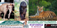 കലഞ്ഞൂർ നിവാസികൾ ഭയത്തിൽ ;കടുവയും കരിമ്പുലിയും കാട്ടാനക്കൂട്ടവും ഇപ്പോൾ നാട്ടിൽ സ്വൈര്യ വിഹാരം നടത്തുകയാണ്