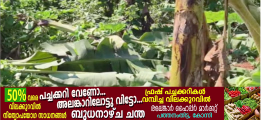 ശക്തമായ കാറ്റിൽ കോന്നി അരുവാപ്പുലത്ത് വൻ കൃഷിനാശം; ആയിരക്കണക്കിന് ഏത്തവാഴകൾ നശിച്ചു, കർഷകർ പ്രതിസന്ധിയിൽ