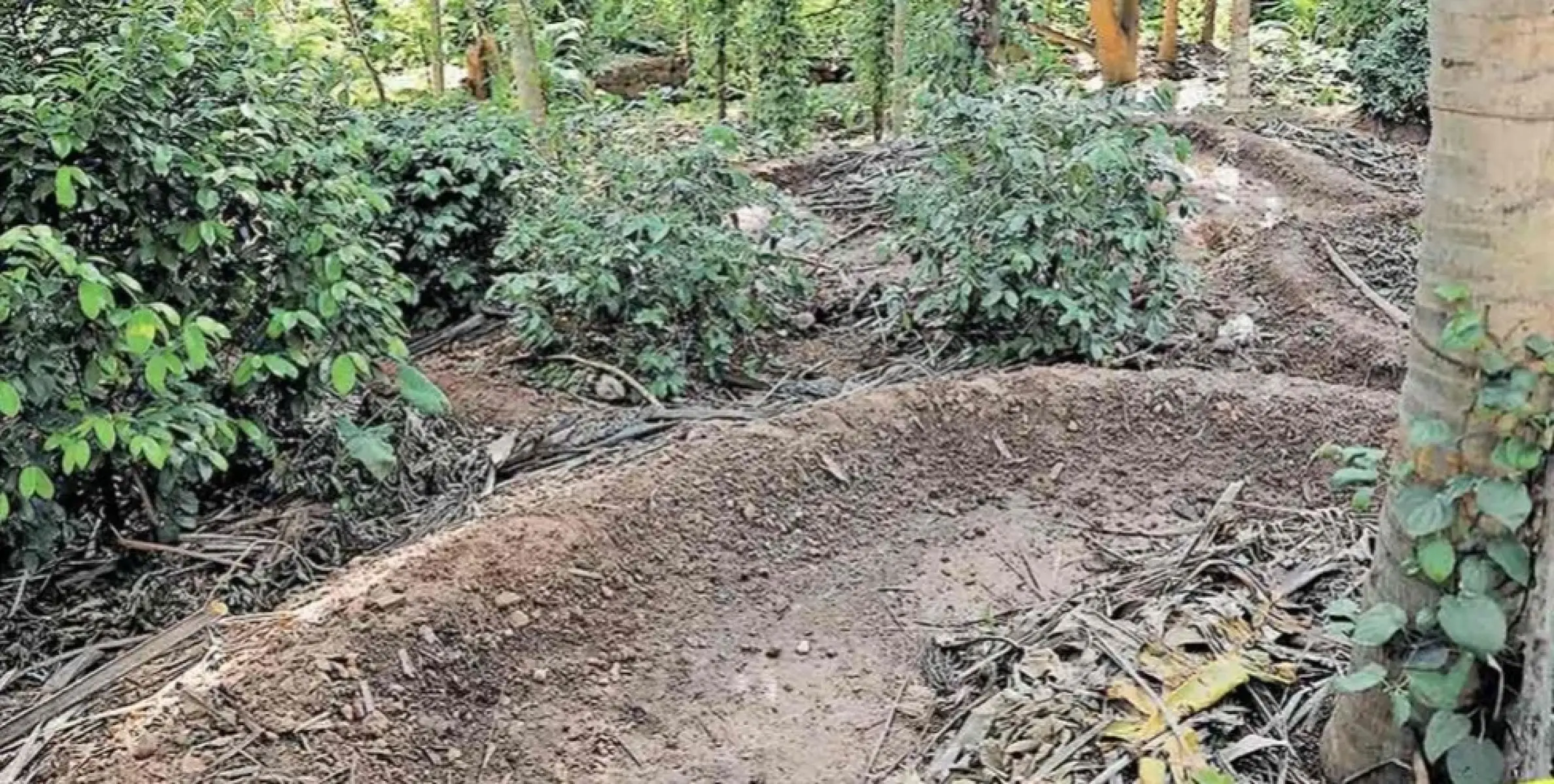 തെങ്ങ് മുറിക്കുന്നതിനിടെയുണ്ടായ അപകടത്തില്‍ 44 കാരന് ദാരുണാന്ത്യം