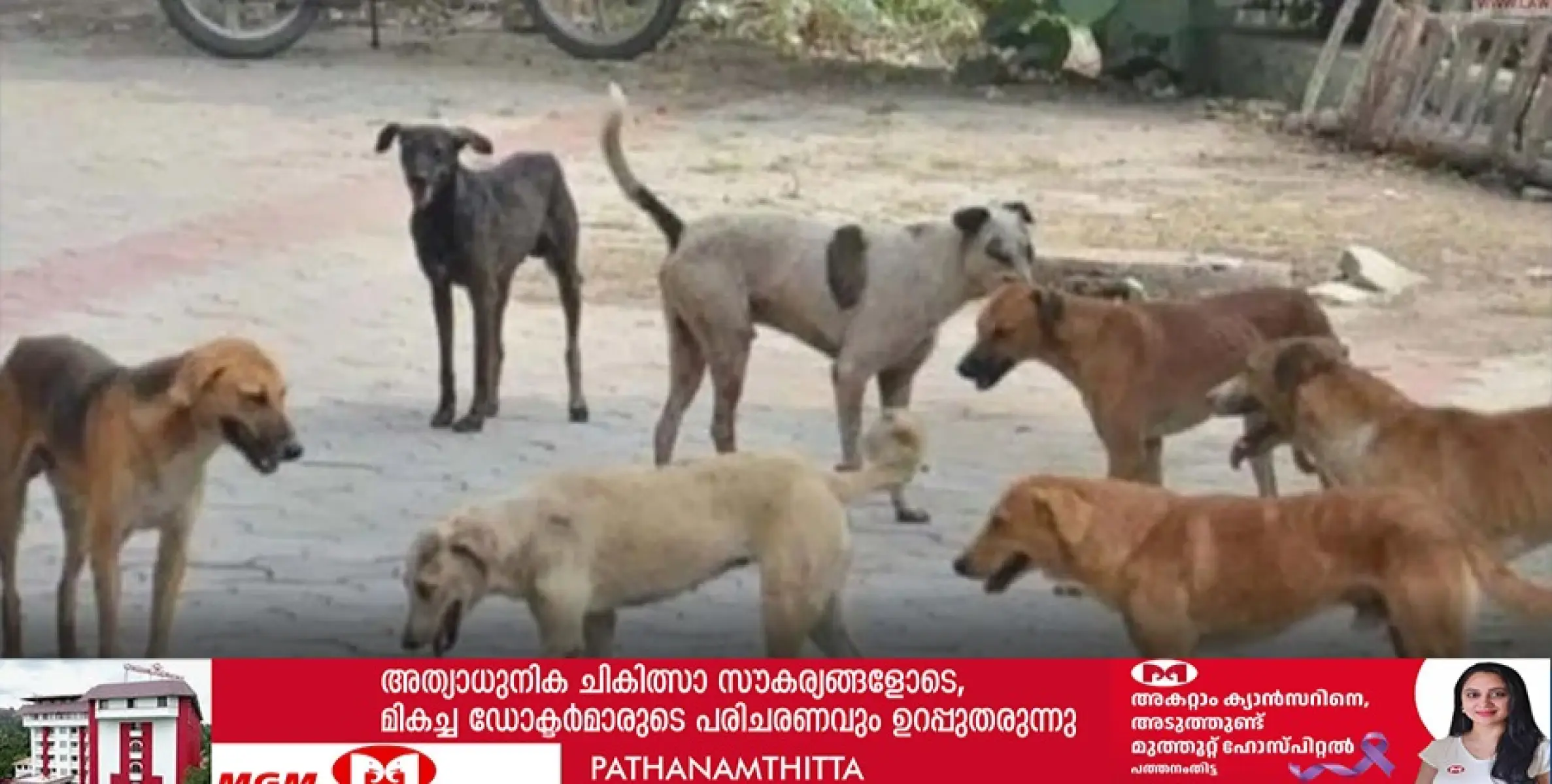 മല്ലപ്പള്ളിയിലെ തെരുവ് നായ്ക്കളുടെ ശല്യം രൂക്ഷമാകുന്നു 