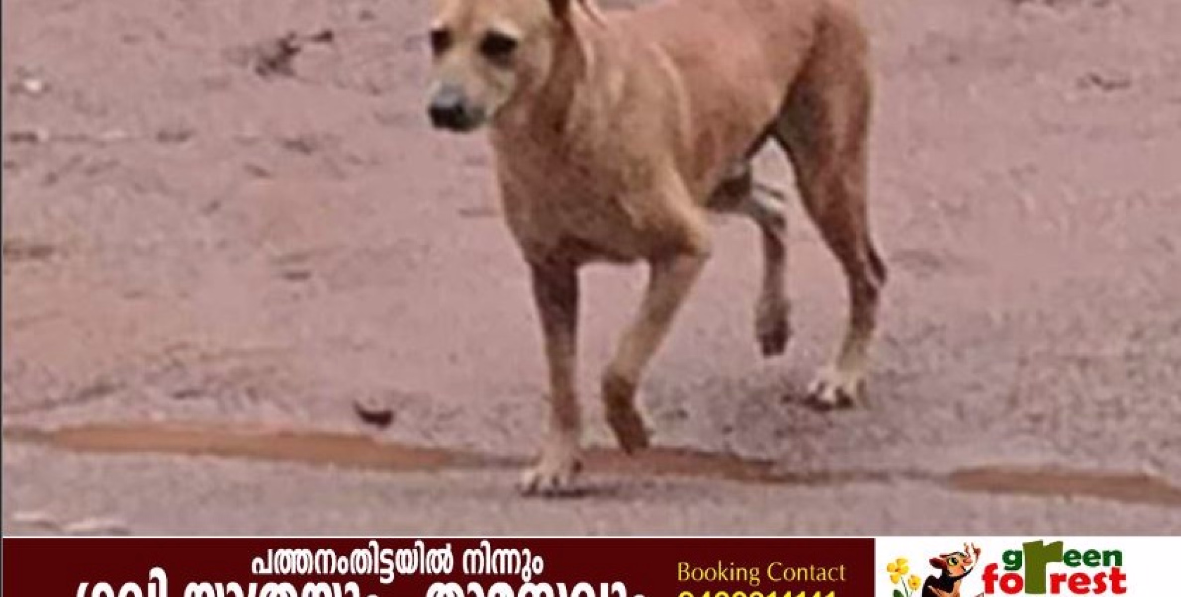 നായ്ക്കളുടെ താവളമായി മാറിയ റാന്നി മിനി സിവിൽ സ്റ്റേഷൻ; പരിഹാരം കാണാൻ കഴിയാതെ ഉഴലുകയാണ് താലൂക്ക് ഭരണകൂടവും പഞ്ചായത്തും.