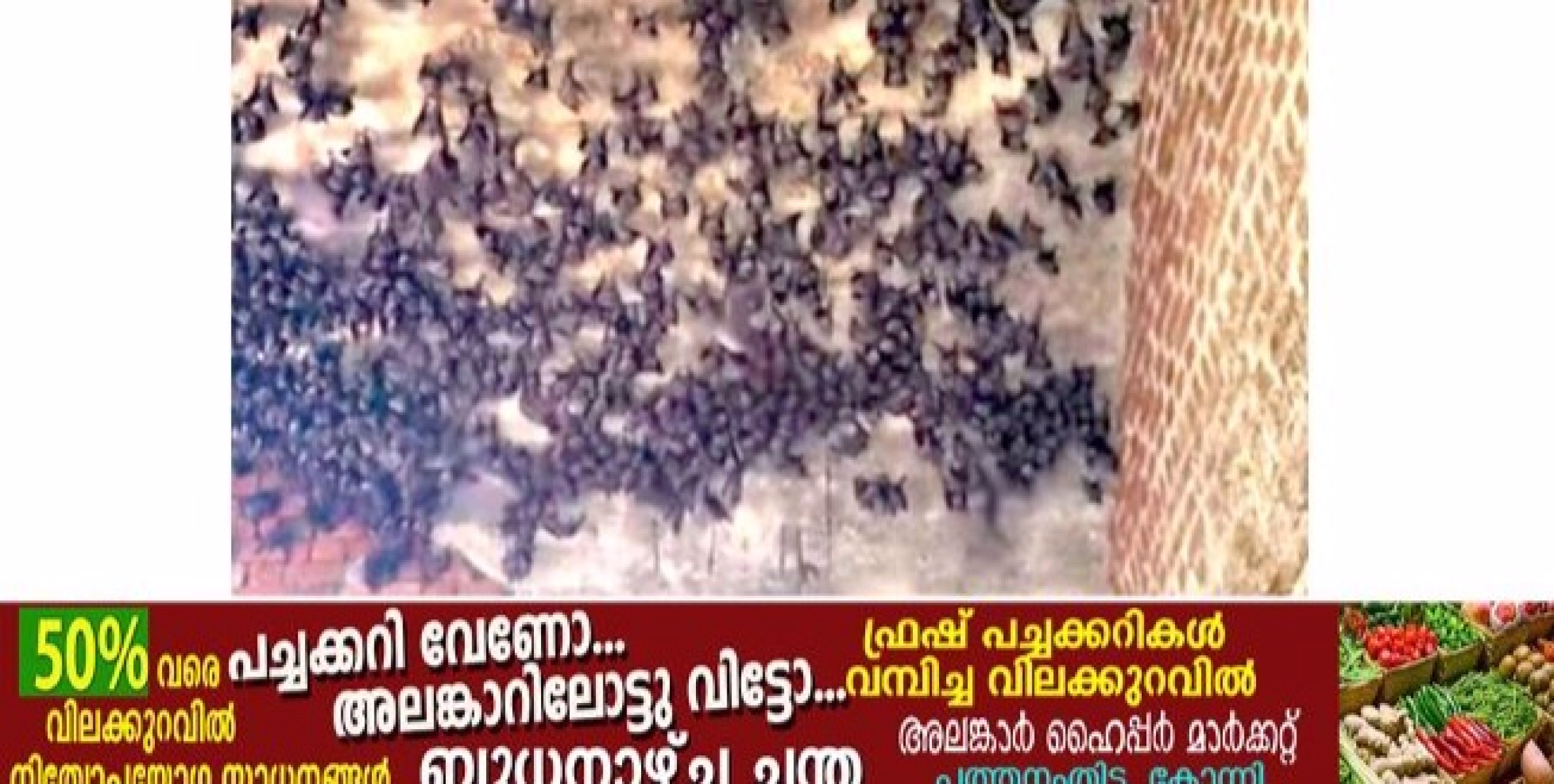 നിപ ഭീഷണിയില്‍ മലയാലപ്പുഴ ഗ്രാമം ; ആള്‍ത്താമസമില്ലാത്ത വീട് താവളമാക്കി നൂറുകണക്കിന് വവ്വാലുകള്‍