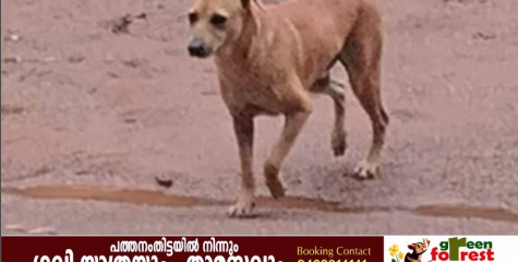 നായ്ക്കളുടെ താവളമായി മാറിയ റാന്നി മിനി സിവിൽ സ്റ്റേഷൻ; പരിഹാരം കാണാൻ കഴിയാതെ ഉഴലുകയാണ് താലൂക്ക് ഭരണകൂടവും പഞ്ചായത്തും.