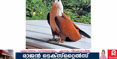 പരുന്തിന്റെ ആക്രമണത്തിൽ നട്ടംതിരിഞ്ഞ് അയിരൂർ പഞ്ചായത്തിലെ ഞൂഴൂർ നിവാസികൾ. 
