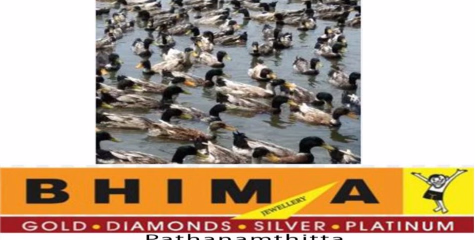 തോട്ടിൽ നിക്ഷേപിച്ച ശുചിമുറി മാലിന്യത്തിൽ ഇറങ്ങിയ താറാവുകൾ കൂട്ടത്തോടെ ചത്ത നിലയിൽ. 