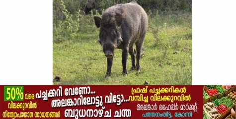 കാട്ടുപന്നി സ്കൂട്ടറിന് മുന്നിലേക്ക് ചാടിയതിനെത്തുടർന്ന് യുവതിക്ക് പരിക്ക്