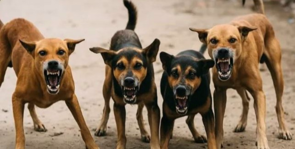  പത്തനംതിട്ട ജില്ലാ പഞ്ചായത്ത് ഭരണസമിതിക്ക് പൂർത്തിയാക്കാനേറെ