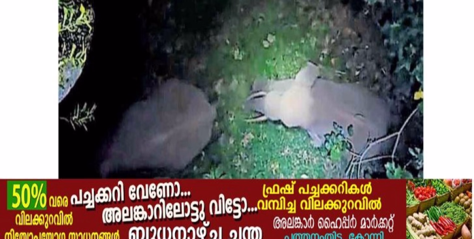 വടശേരിക്കര ടൗണിലും പരിസരങ്ങളിലും താമസിക്കുന്നവർ ജാഗ്രതൈ!  കാട്ടാനക്കൂട്ടം; വഴികളിലൂടെ ചുറ്റുന്നു, കൃഷിയിടങ്ങളിലെത്തി മേയുന്നു