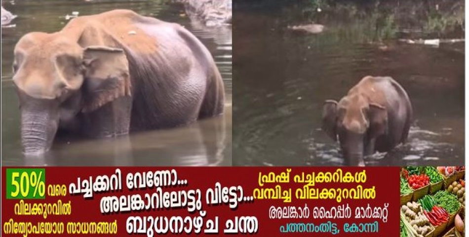  കോന്നി തണ്ണിത്തോട്ടിൽ അവശനിലയിൽ കാട്ടാന