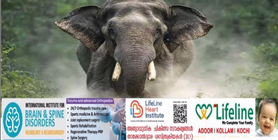  പത്തനംതിട്ടയിലെ മലയോര മേഖലകളിൽ കാട്ടാന ആക്രമണം; വ്യാപക കൃഷിനാശം
