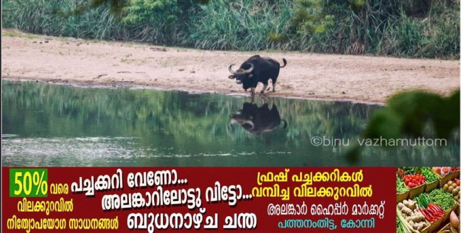 കോന്നി-അച്ചൻകോവിൽ വനപാതയിൽ ഇനി യാത്രയ്ക്ക് പാസ് നിർബന്ധം