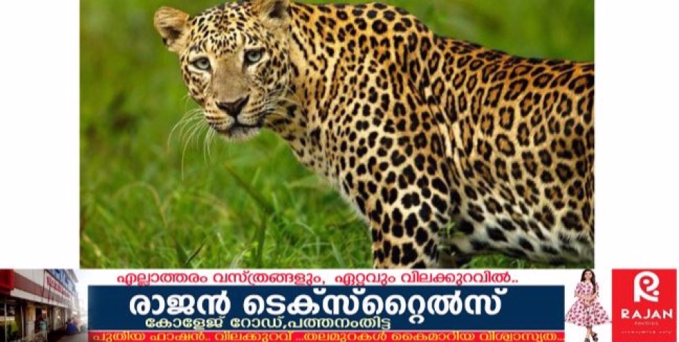 കോന്നിയിൽ  മൂരി കിടാവിനെ ആക്രമിച്ച് കൊന്നത് പുലി 