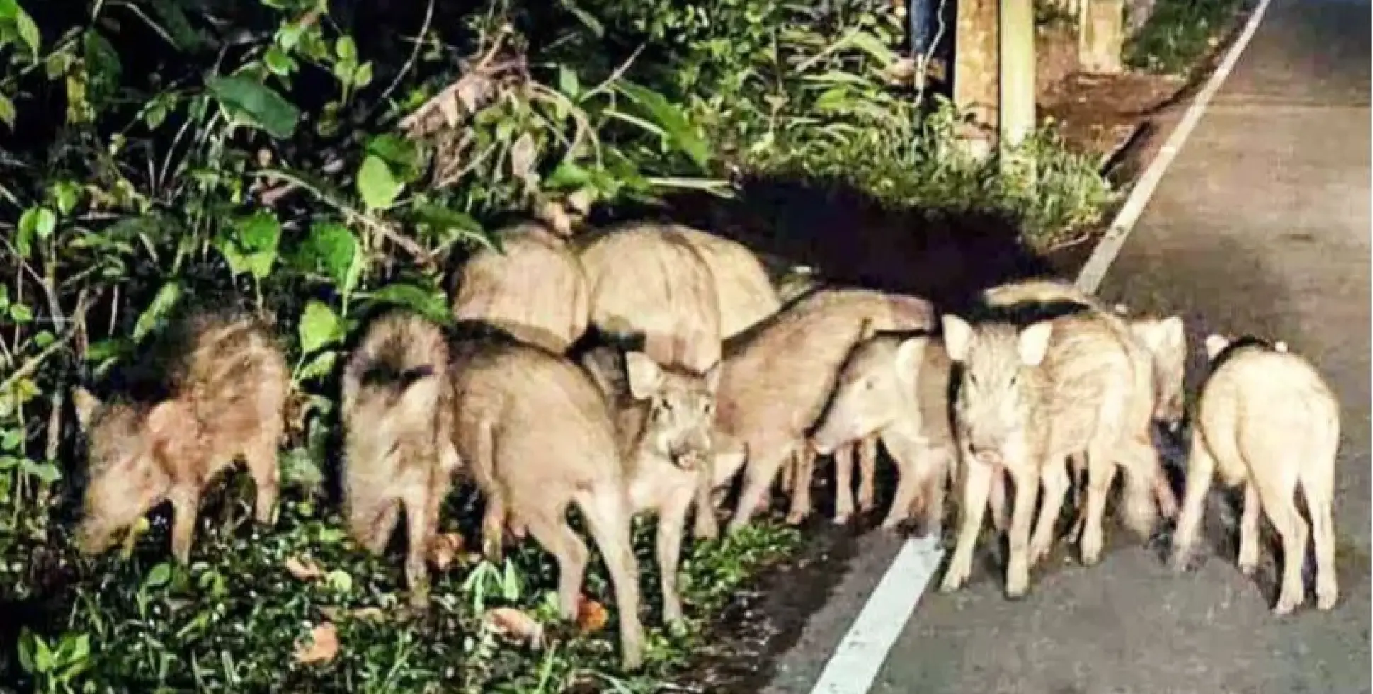  കർഷകരുടെ ദുരിതത്തിന്​​ ശമനമില്ല; മ​ല്ല​പ്പ​ള്ളിയിൽ പന്നി ശല്യം രൂക്ഷം