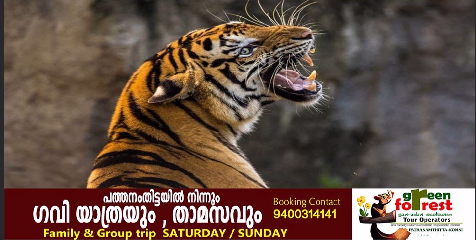 കോന്നി ഞള്ളൂരിൽ കടുവ ഇറങ്ങിയതായി അഭ്യൂഹം