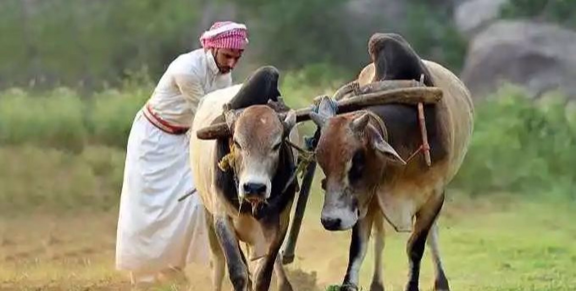 സൗദിയിലും ഉണ്ട്  കന്നുപൂട്ടുന്ന സൗദി ഗ്രാമങ്ങൾ