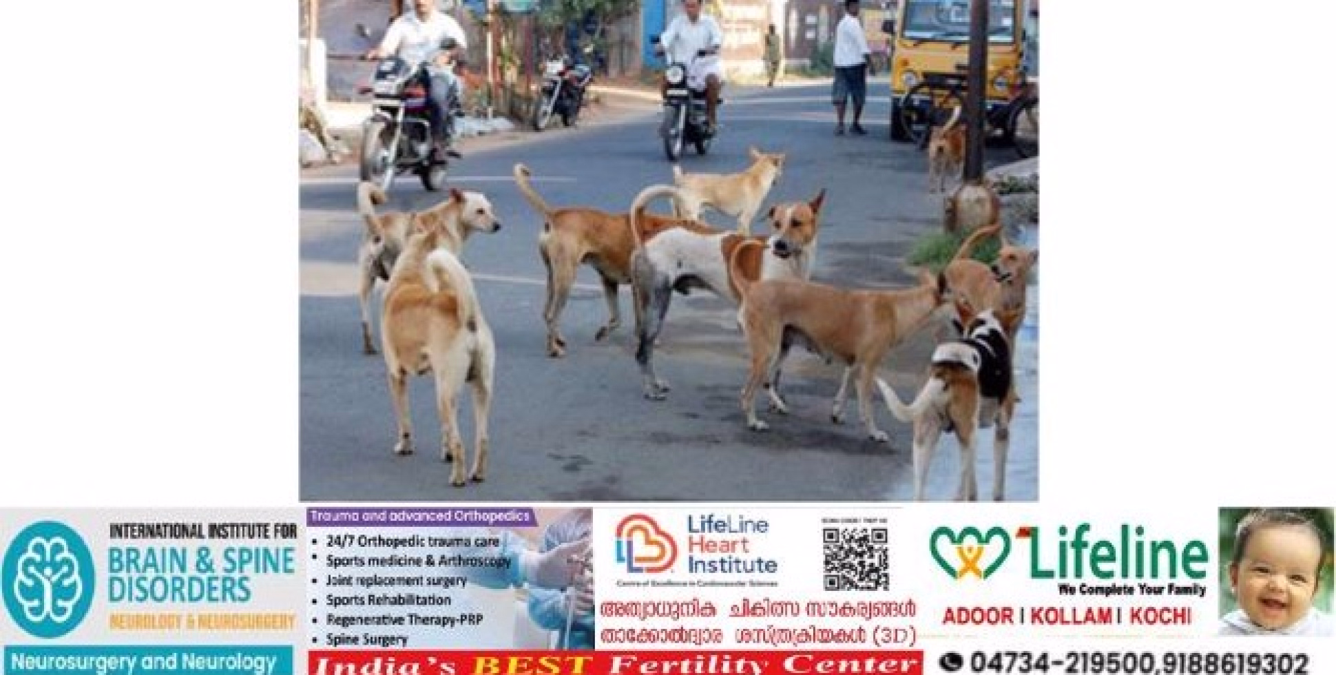 വള്ളിക്കോട് ഗ്രാമപഞ്ചായത്തിൽ തെരുവുനായ ശല്യം രൂക്ഷം