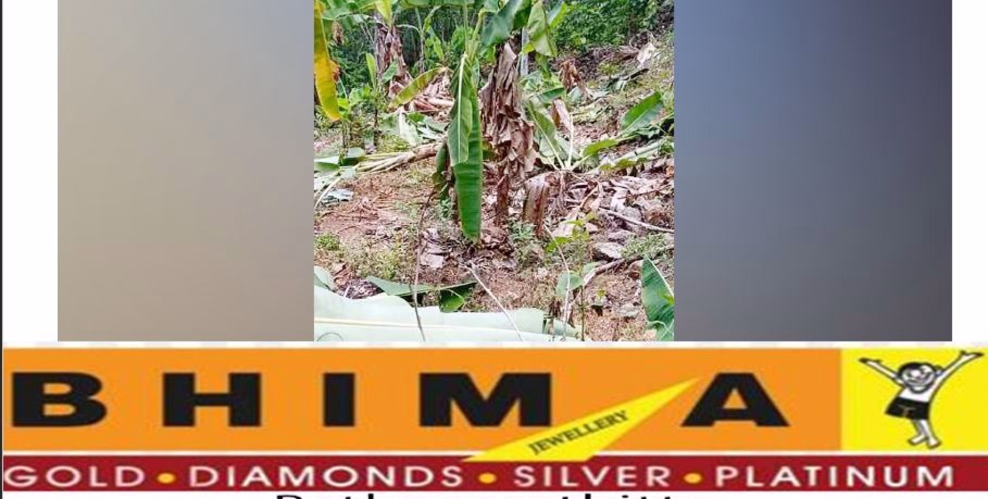  കോ​ന്നി കുളത്തുമണ്ണിൽ കാട്ടാനക്കൂട്ടം കൃഷി നശിപ്പിച്ചു