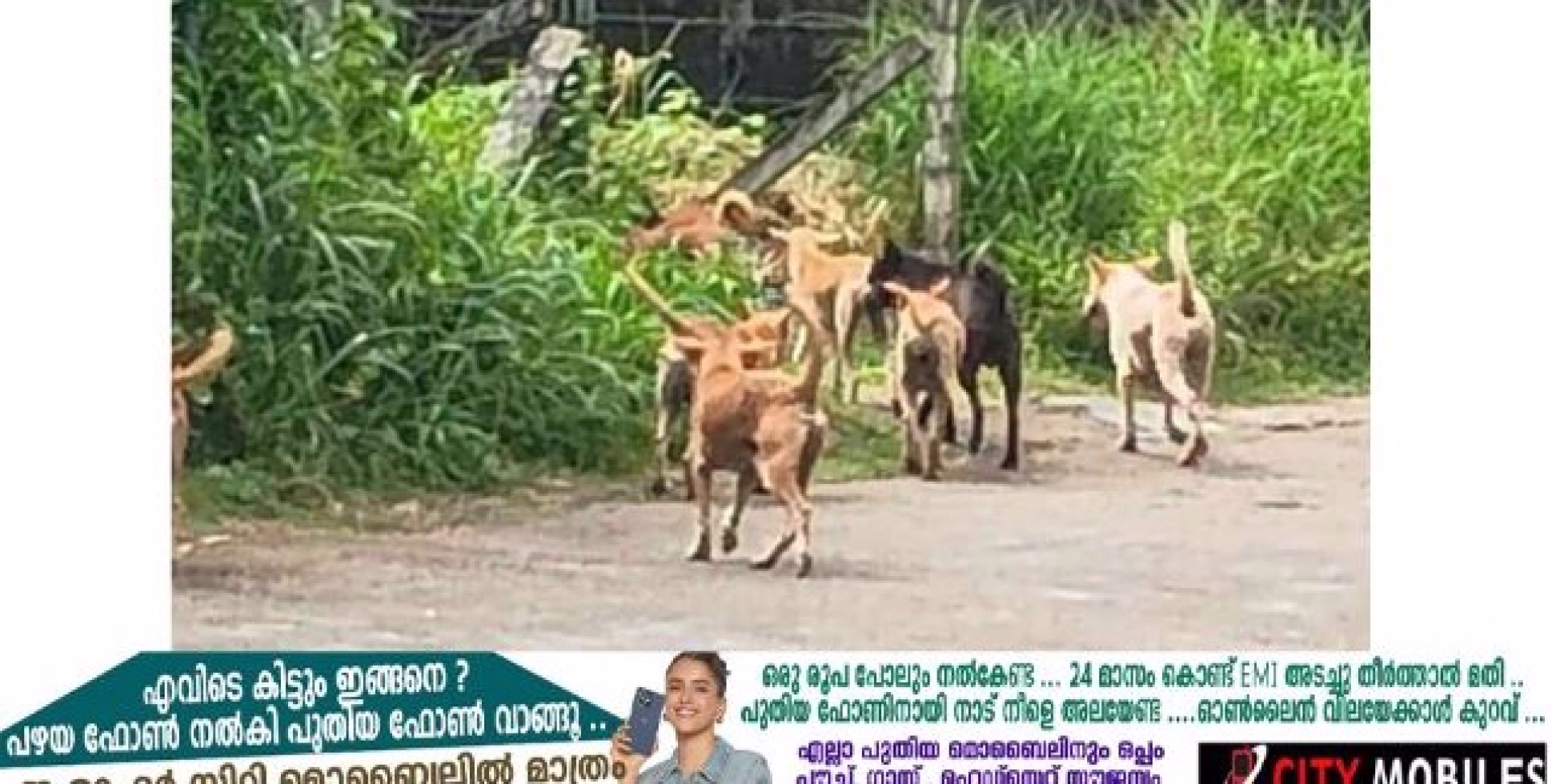 മലയാലപ്പുഴയിൽ രണ്ട് കുട്ടികൾ ഉൾപ്പെടെ അഞ്ചുപേരെ തെരുവുനായ് ആക്രമിച്ചു