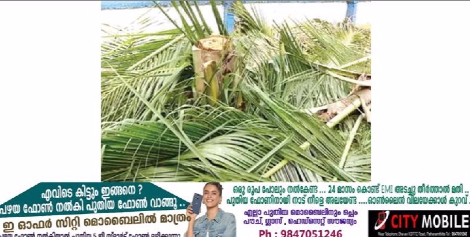 ടച്ചിങ് വെട്ടിന്റെ പേരിൽ വെട്ടിനിരത്തൽ